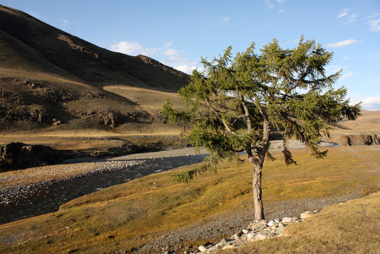 Лесные массивы Республики Коми
