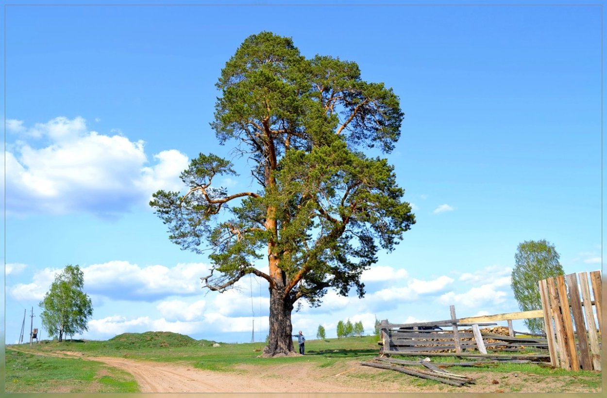 Сосна обыкновенная (Удмуртия)