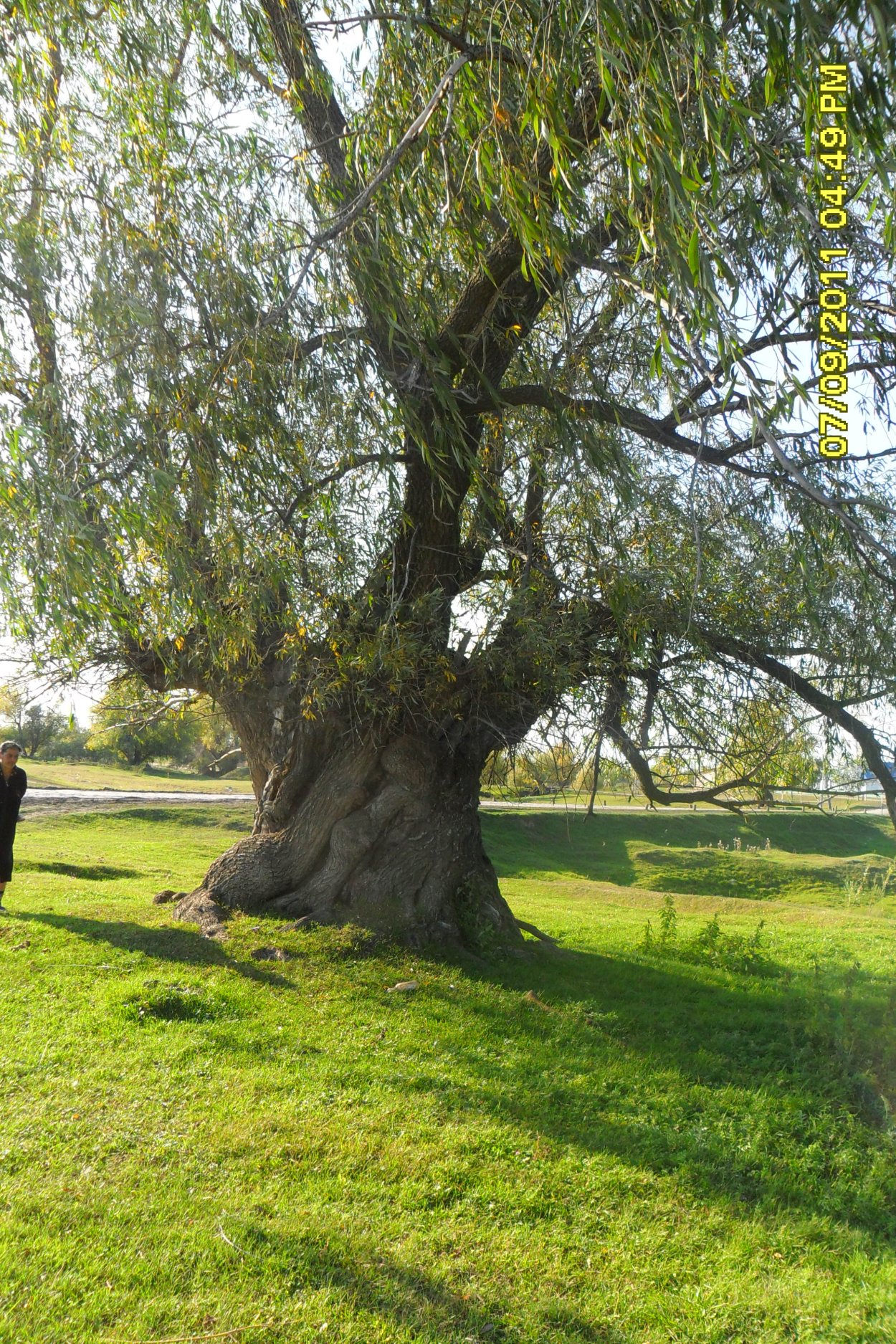 Дерево Карагай по русский