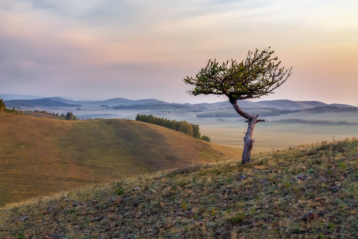 Деревья Урала фото