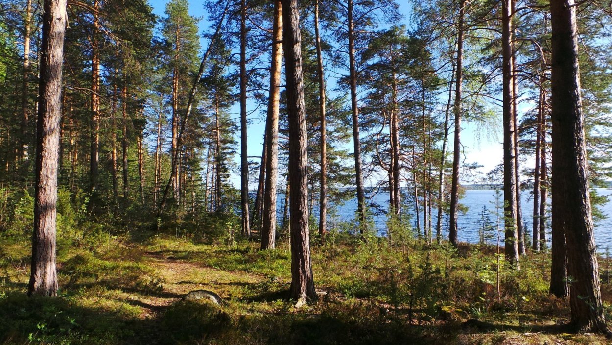 Сосновый лес Карелия