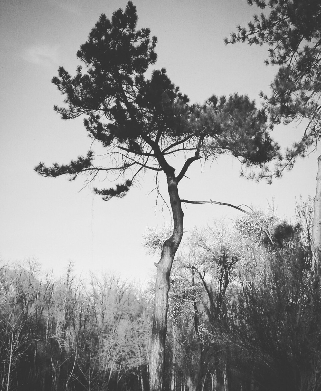 Природа деревья