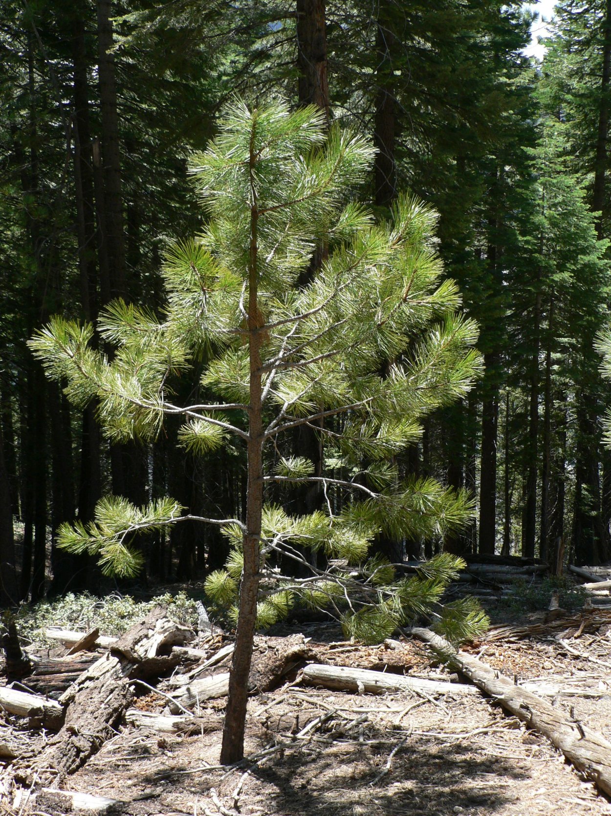 Сибирский кедр дерево