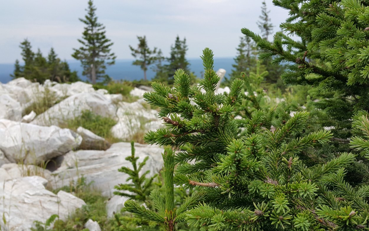 Монтана National Tree Ponderosa Pine