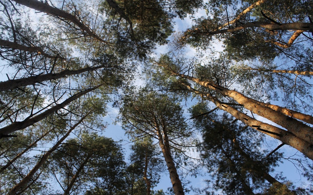 Деревья северных широт