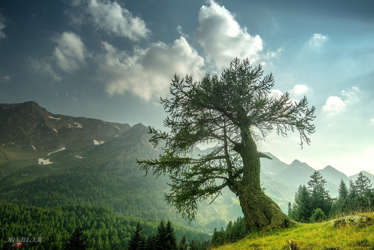 Байкальский заповедник пихта