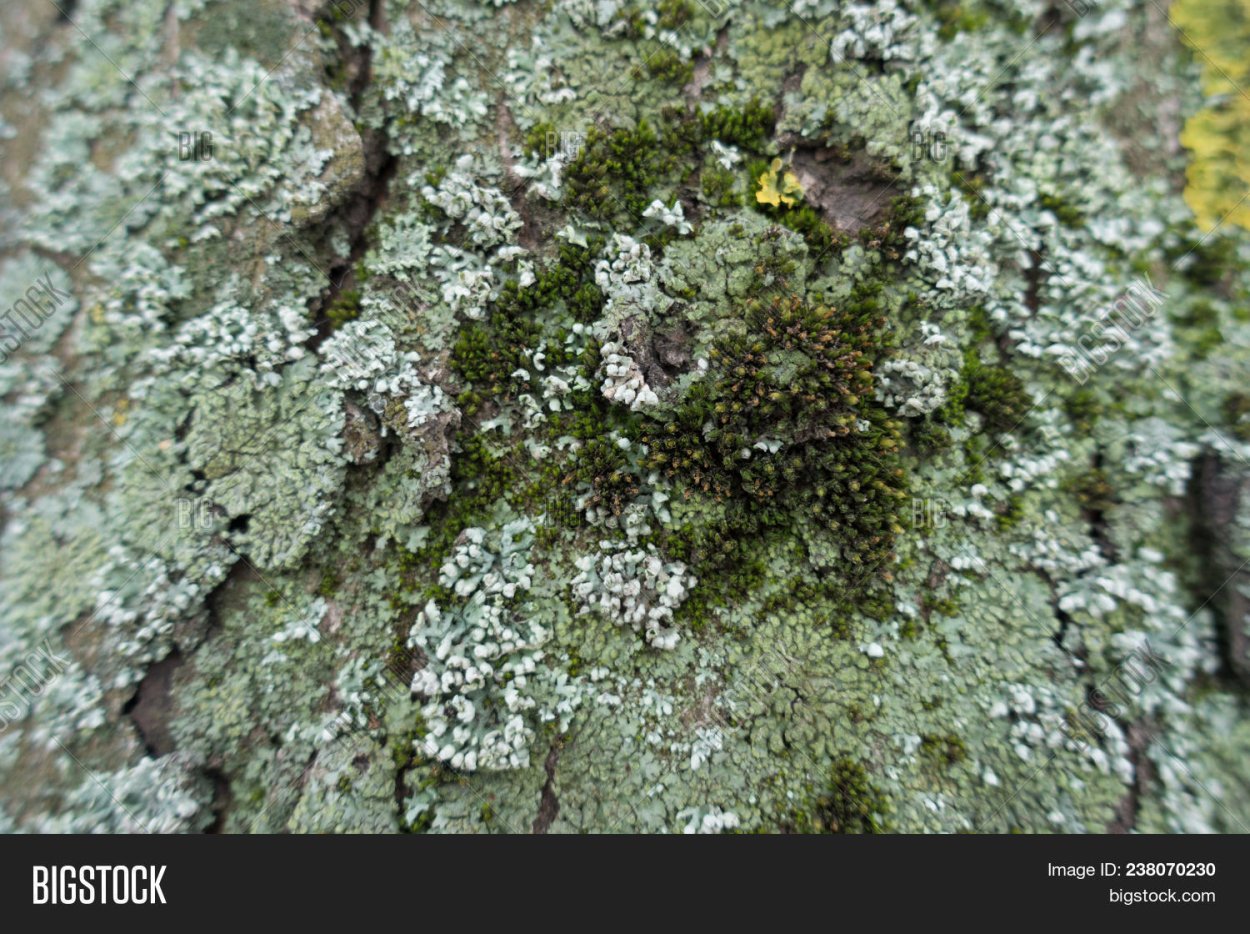 Голубой лишайник на деревьях