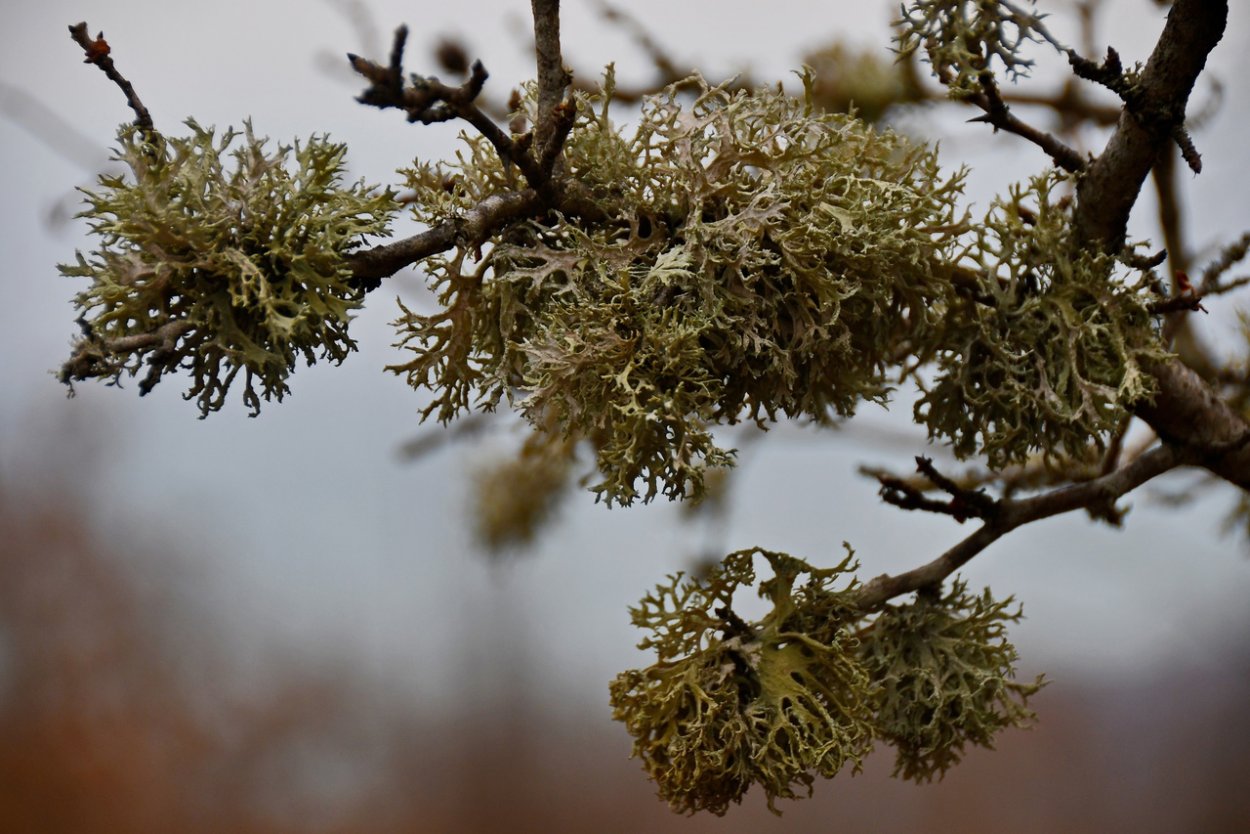 Накипные корковые лишайники на деревьях