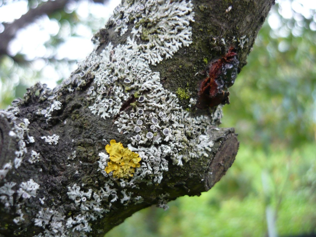 Накипные лишайники на деревьях