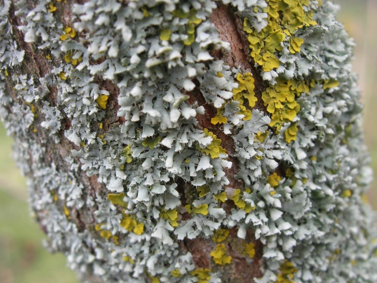 Пармелия и ксантория