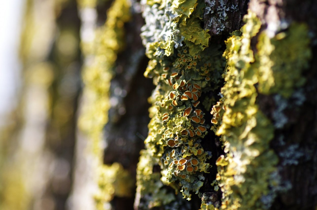Накипные лишайники на деревьях