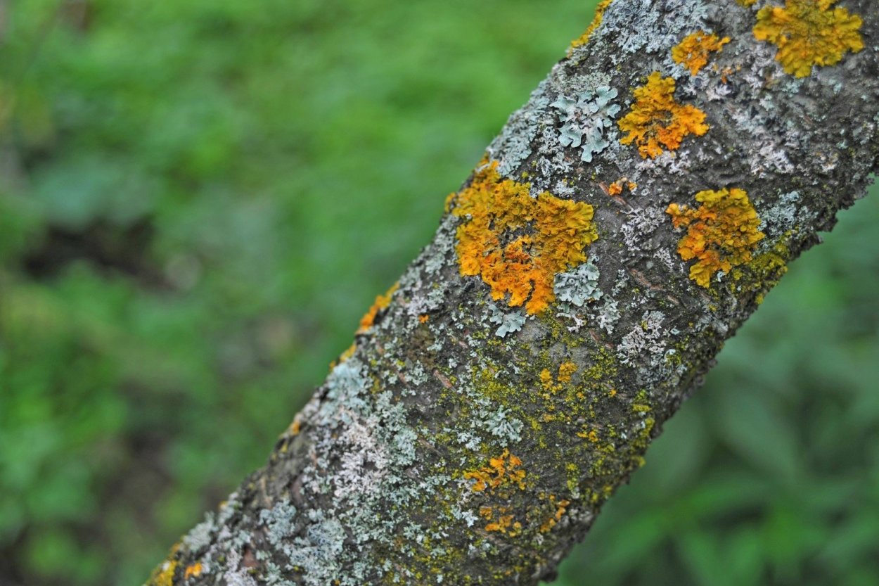Накипной лишайник на Березе
