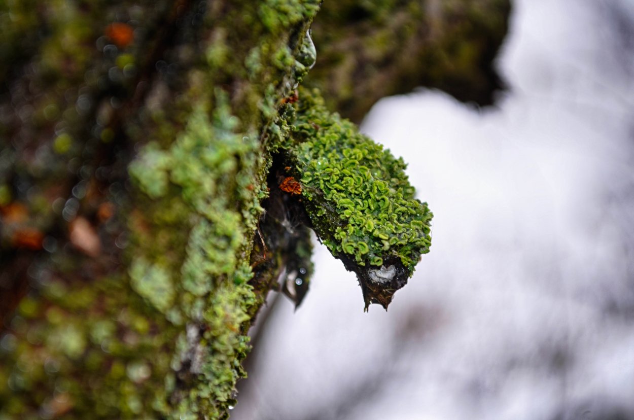 Лишайниковые болезни яблонь