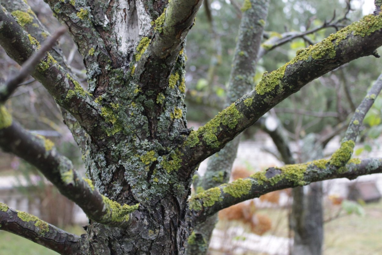 Сажистый грибок и лишайники