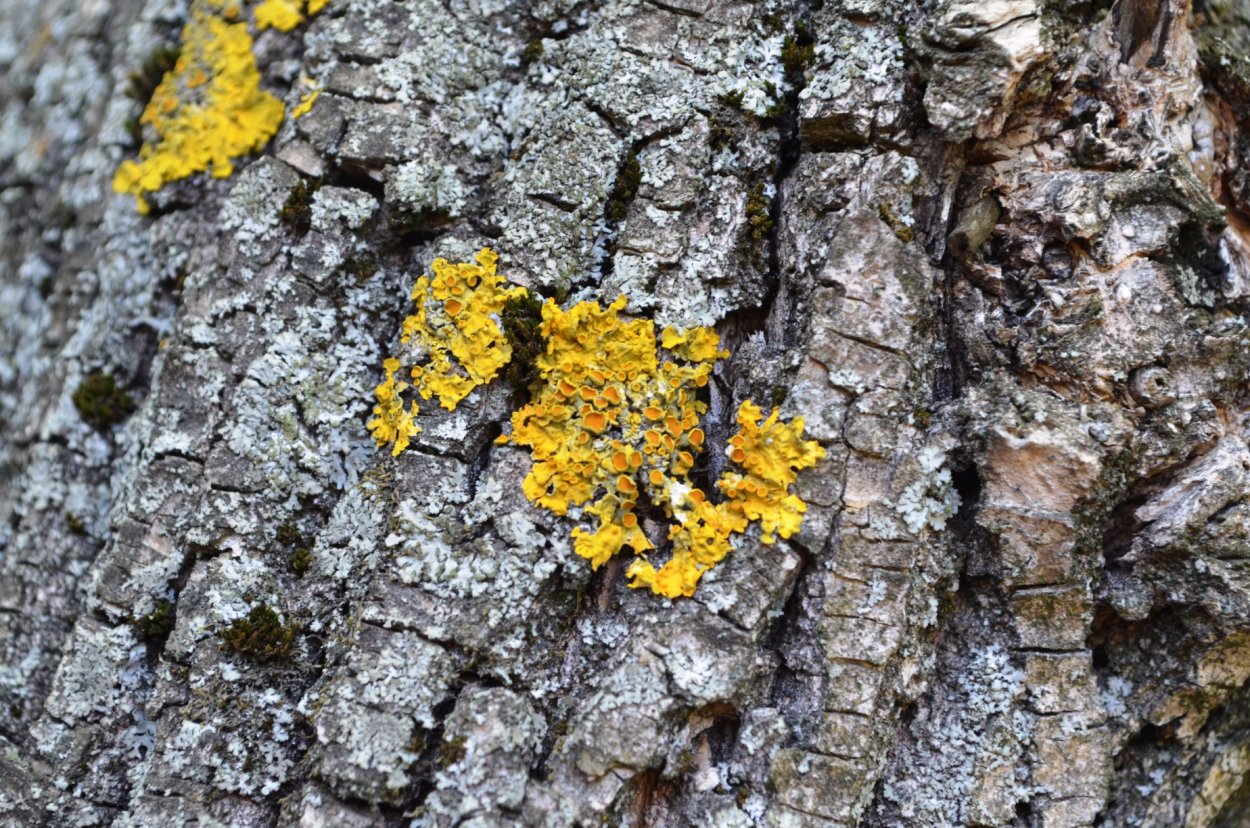 Эпифитные лишайники на деревьях