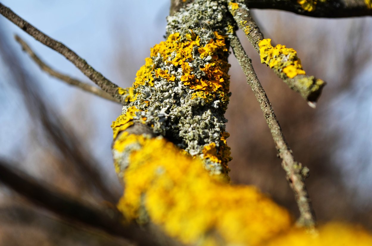 Лишайники на деревьях фото