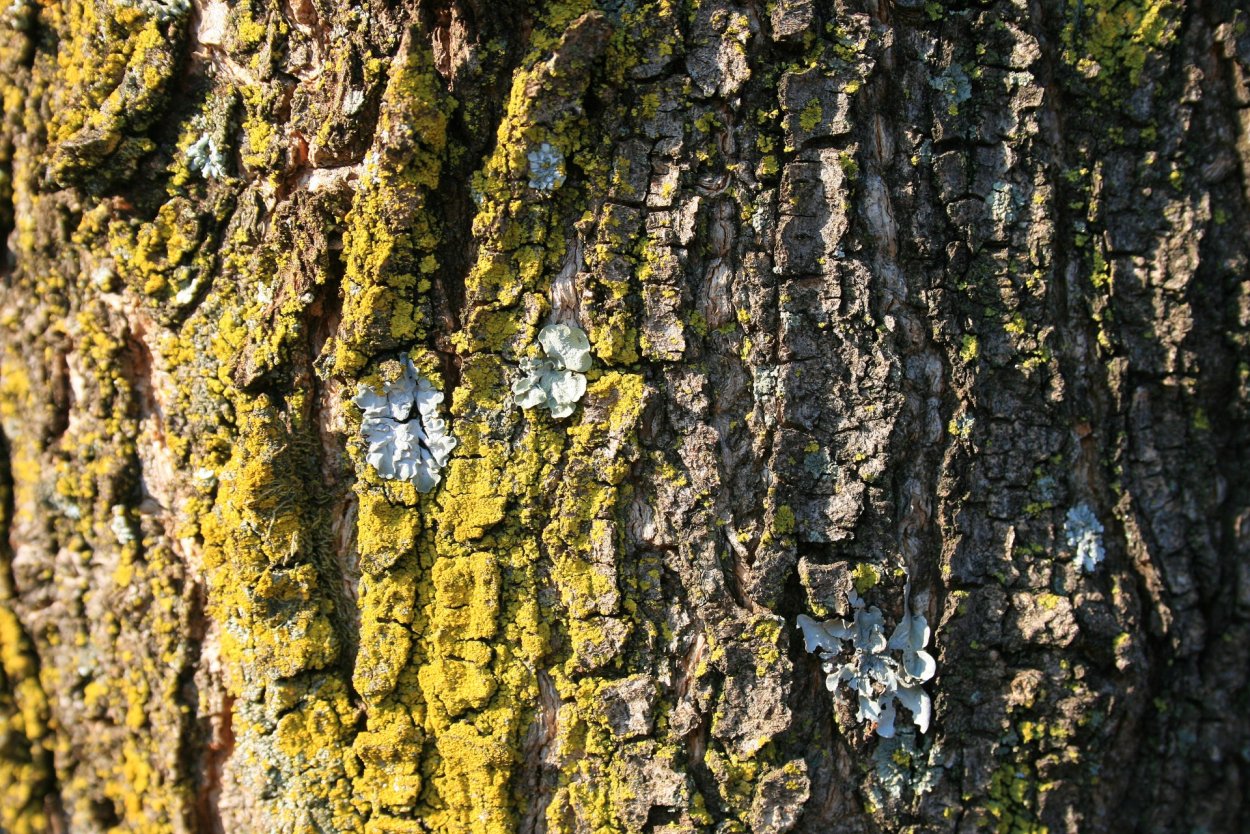 Оранжевый лишайник на коре дерева