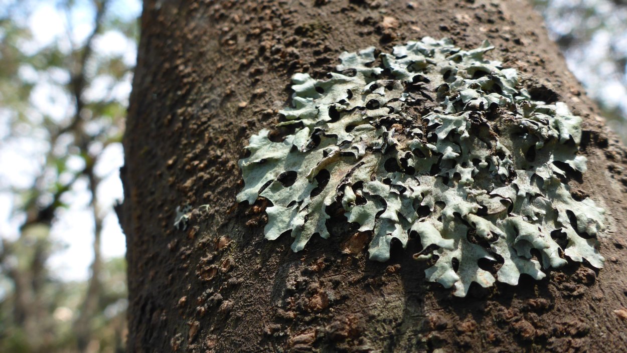 Мхи и лишайники