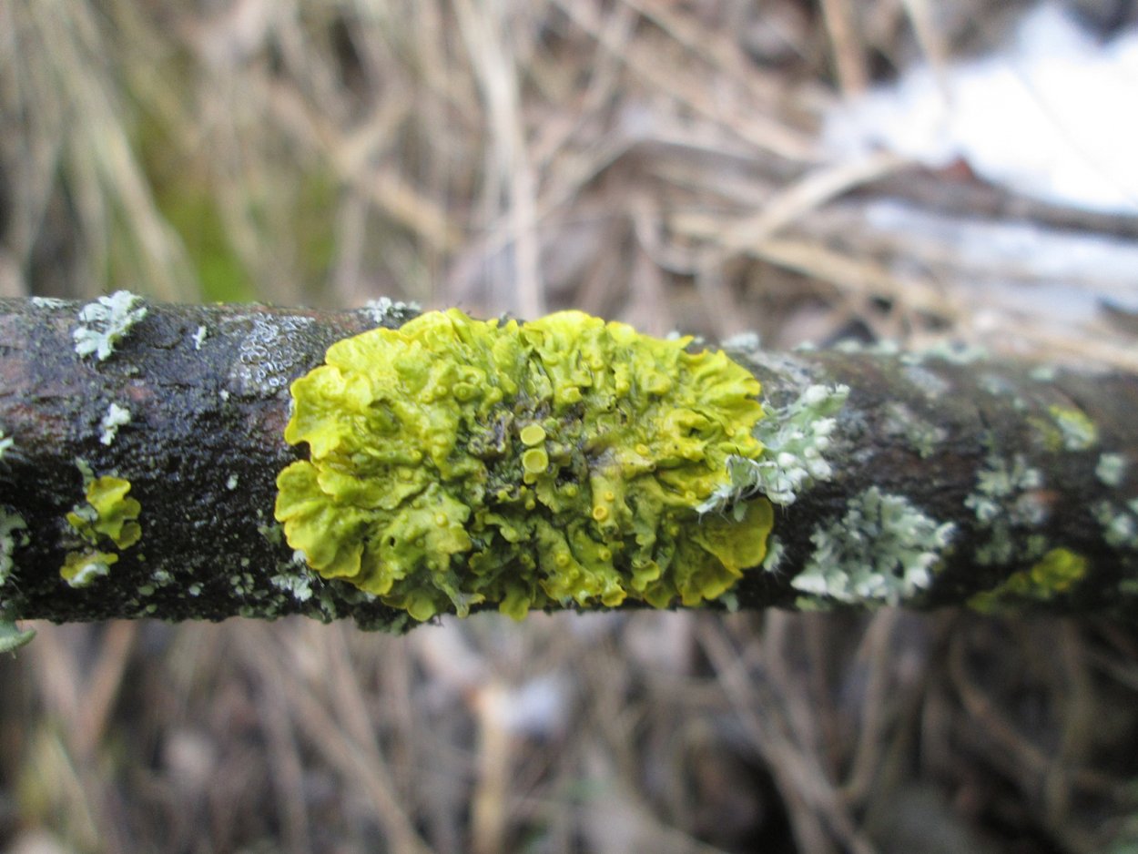 Ягель лишайник дерево