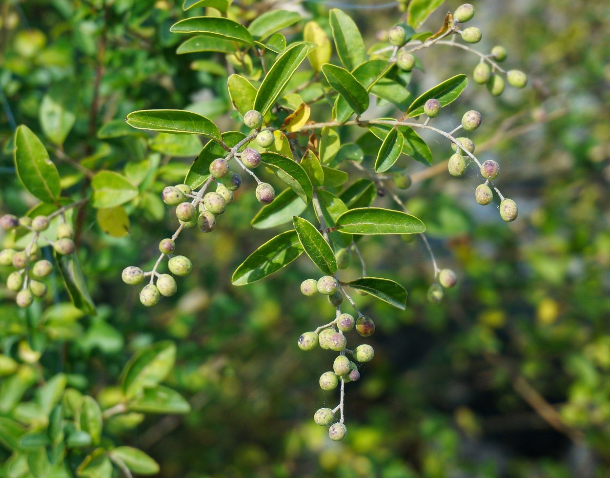 Терн (Prunus spinosa)