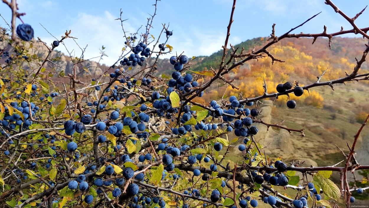 Кизильник зимой кустарник