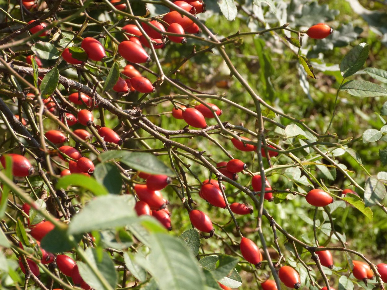 Кустарник с черными ягодами Буш