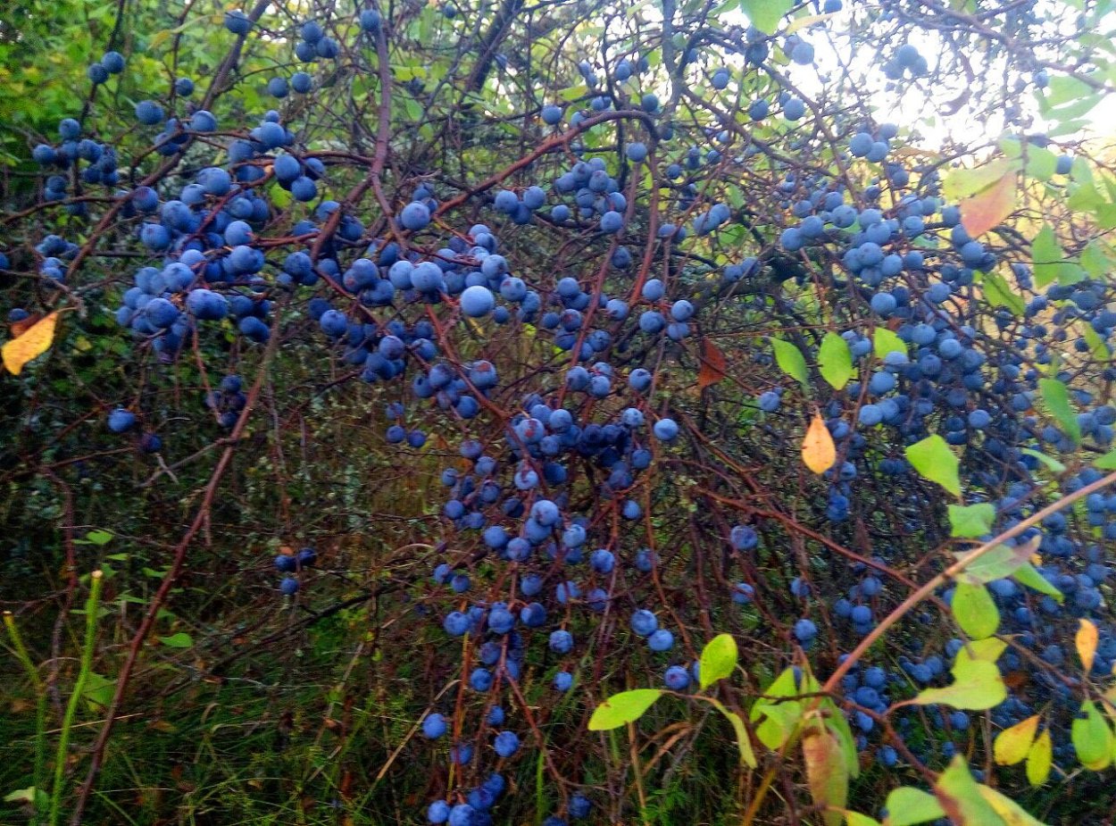 Лох многоцветковый гуми