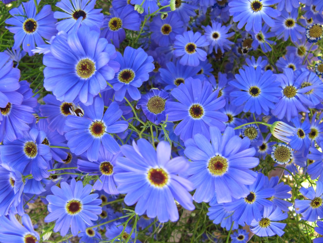 Брахикома Brachycome Blue