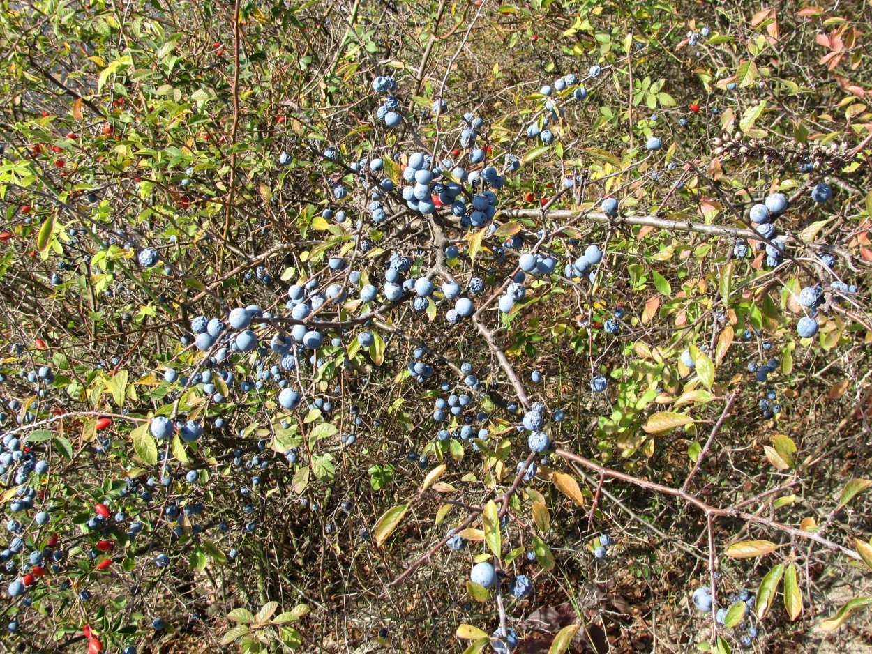 Колючки дикой груши