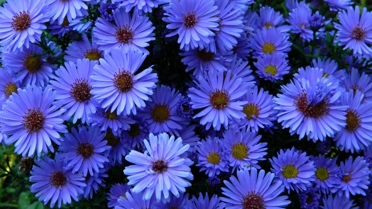 Астра Альпийская сентябринка