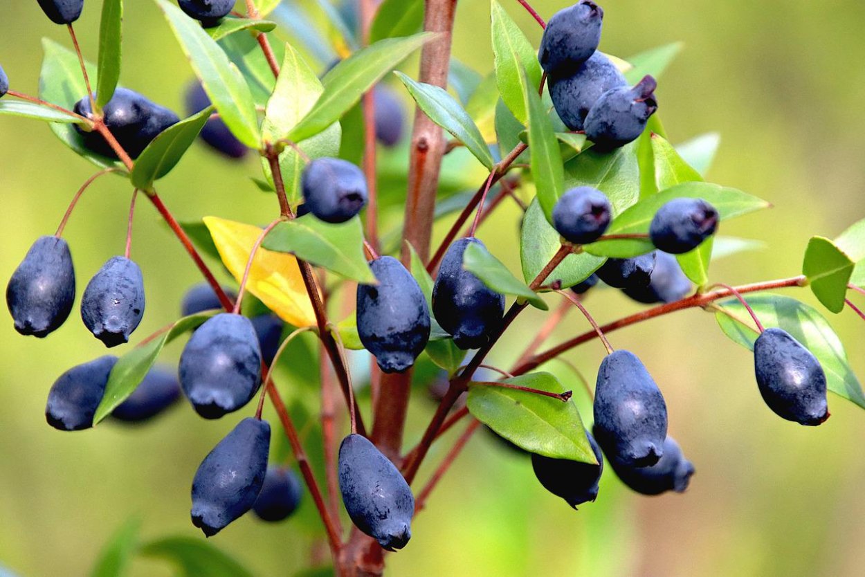 Синяя ягода Терн