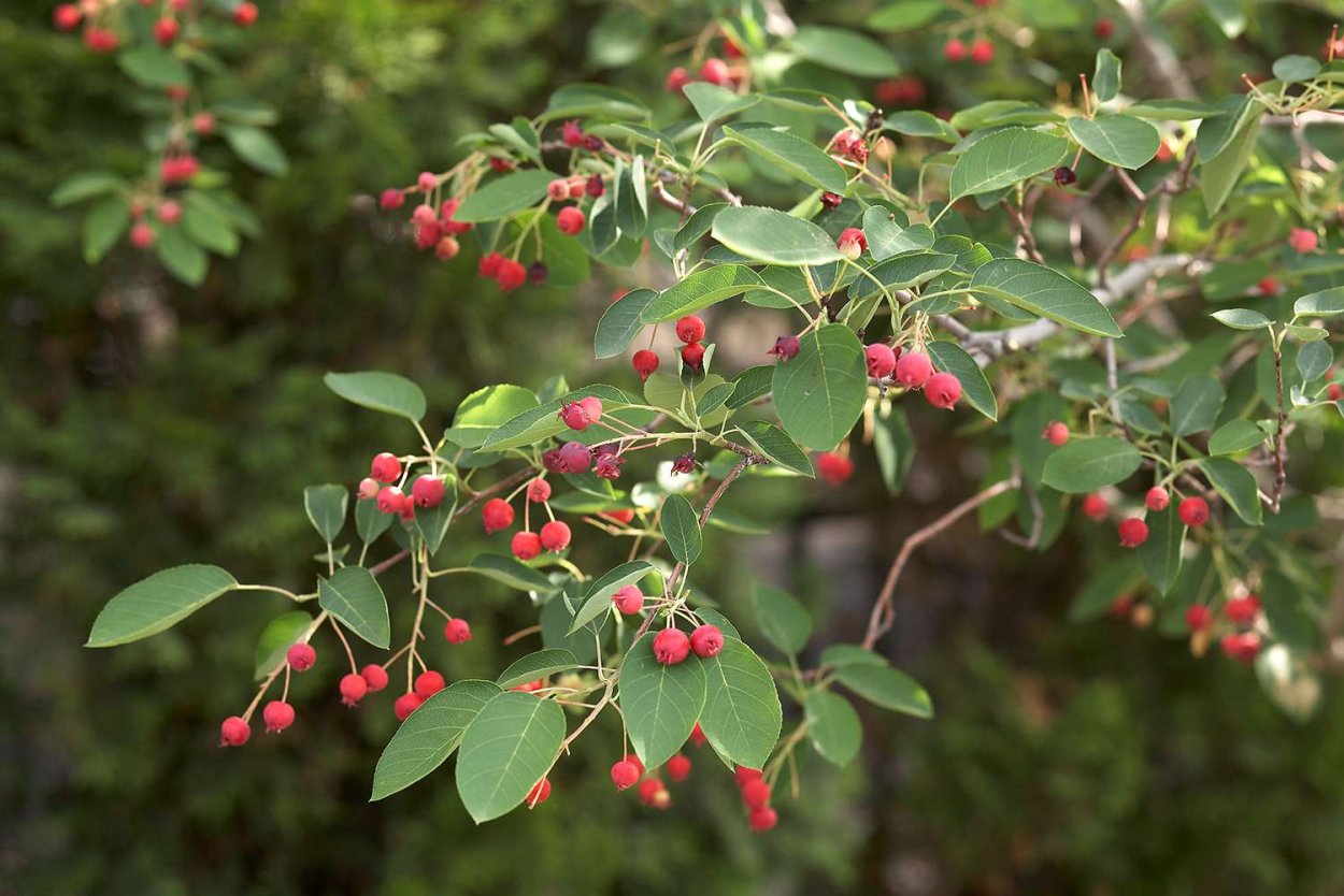 Тёрн Терновый куст