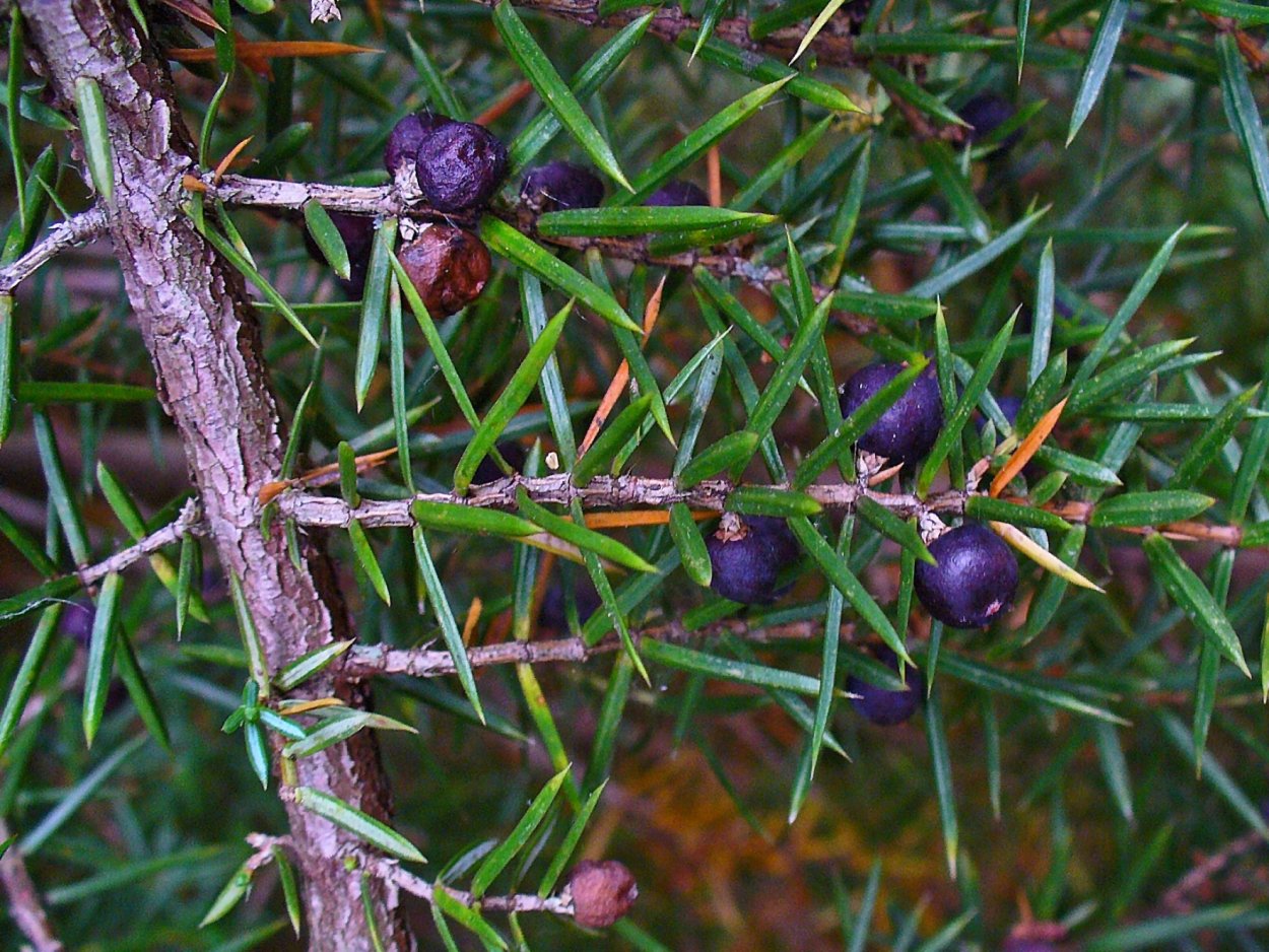 Шефердия канадская