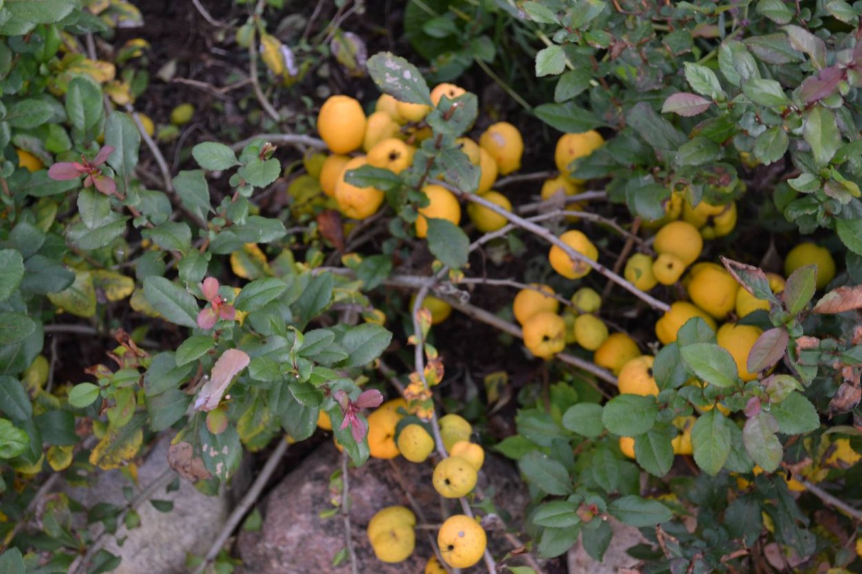 Кизильник Cotoneaster perpusillus