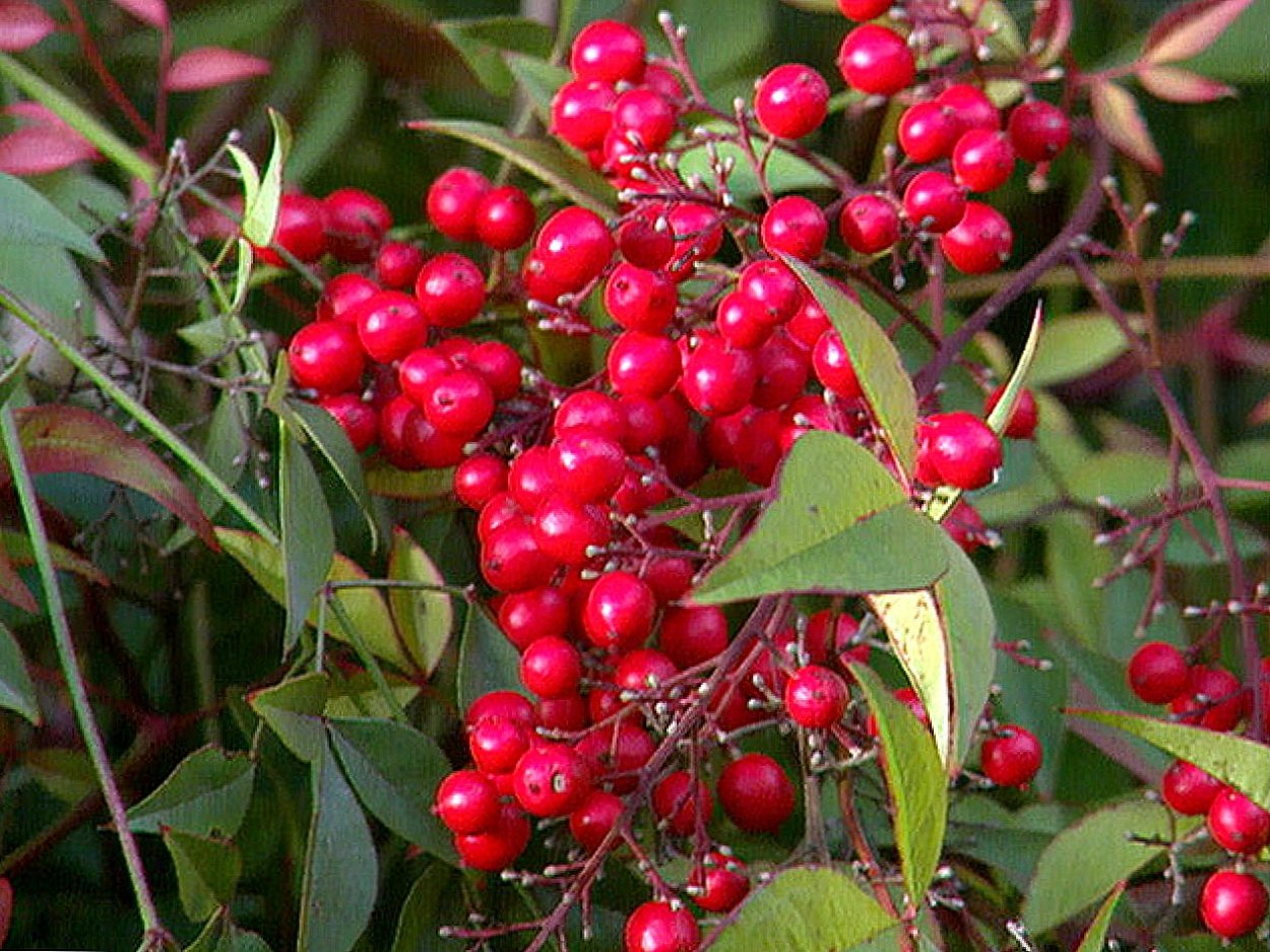 Ягоды кусты колючие серые