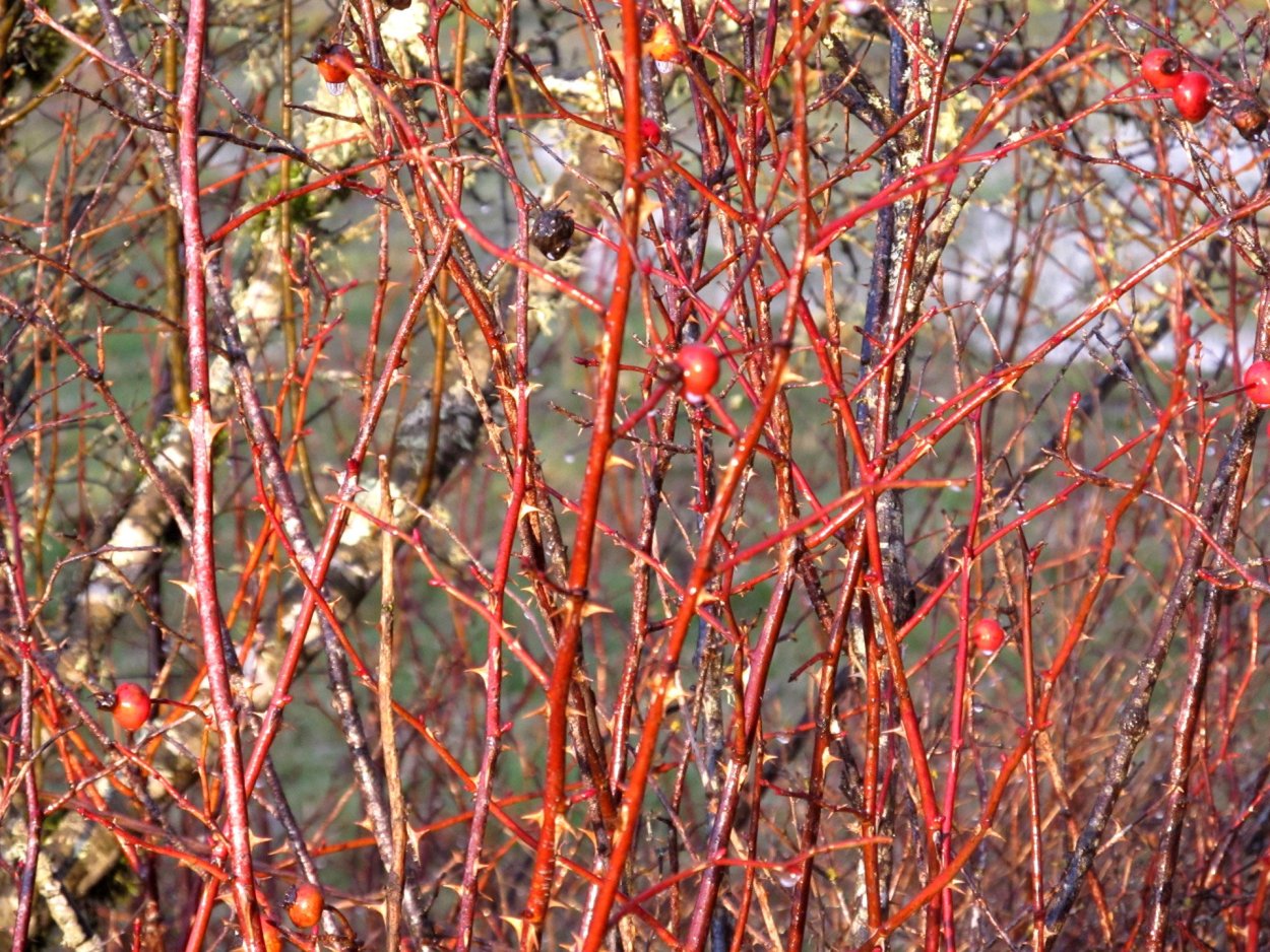 Буш жимолость