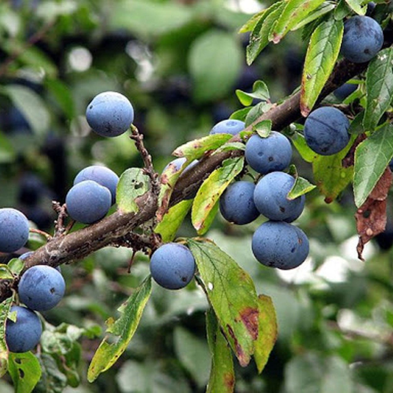 Можжевельник обыкновенный хвоя