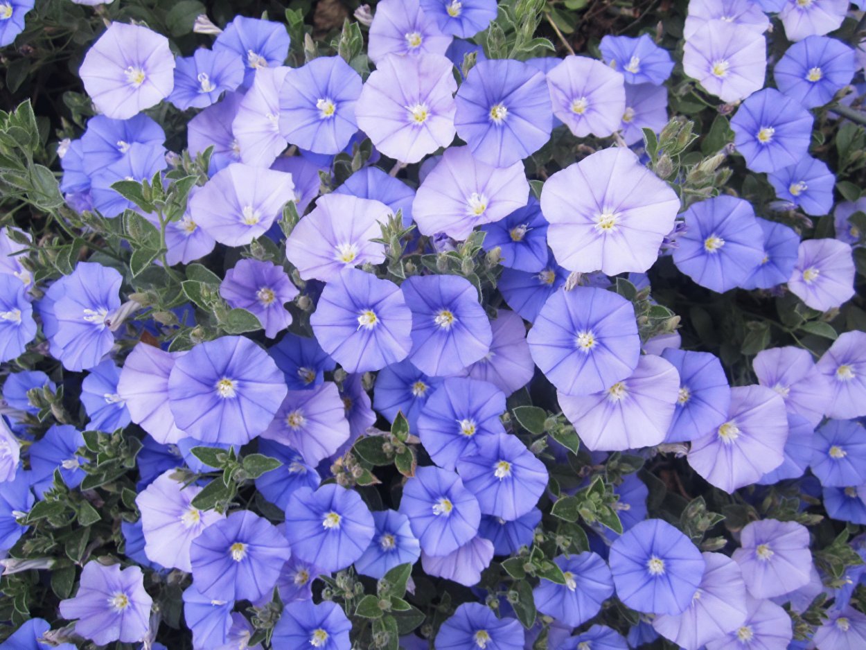 Вьюнок садовый