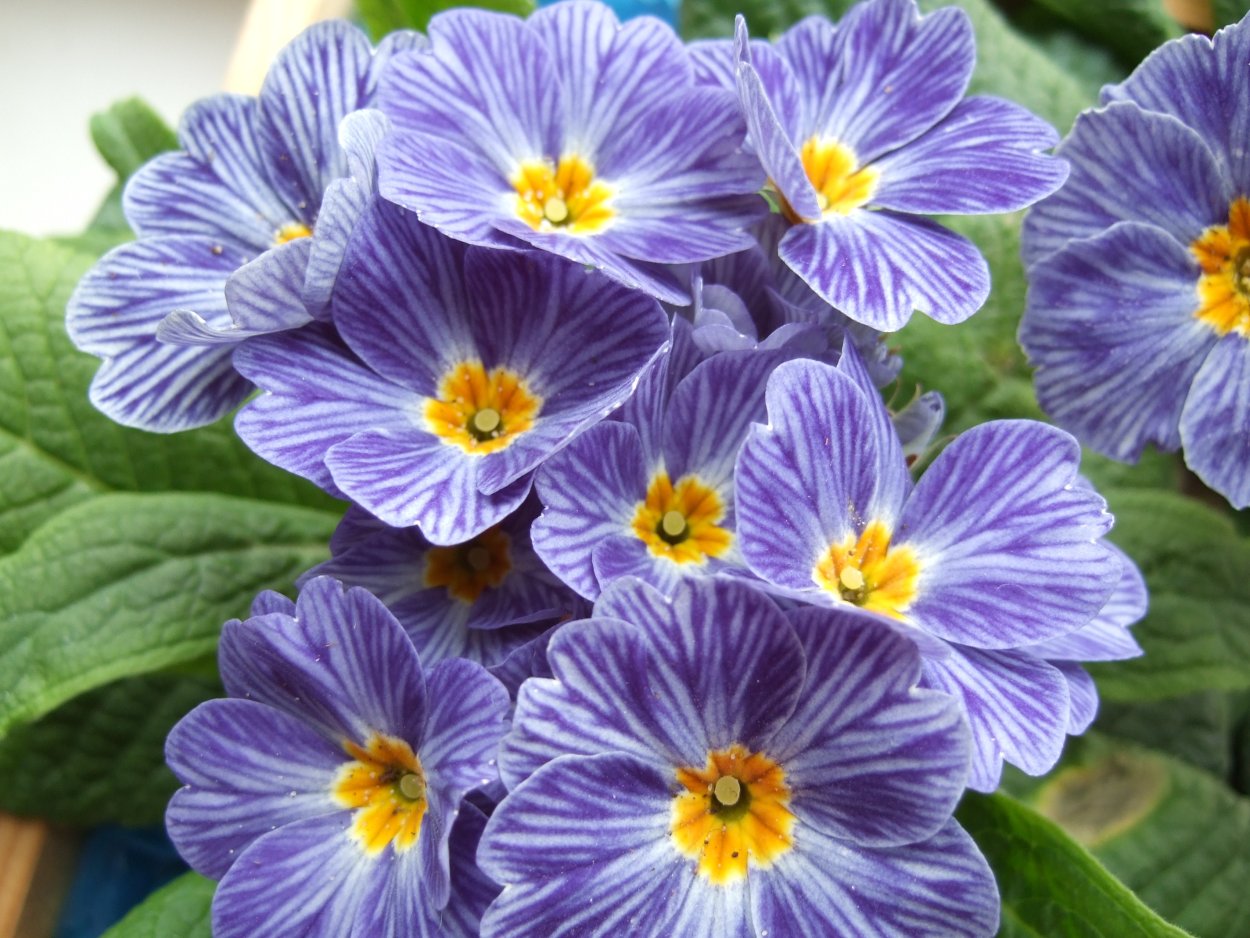 Примула гетор Блу