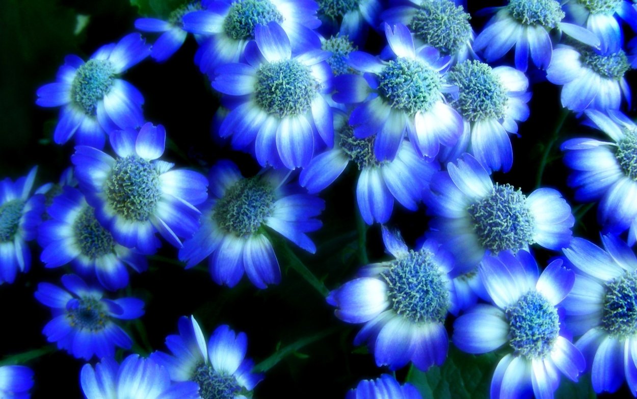 Цветы синего цвета