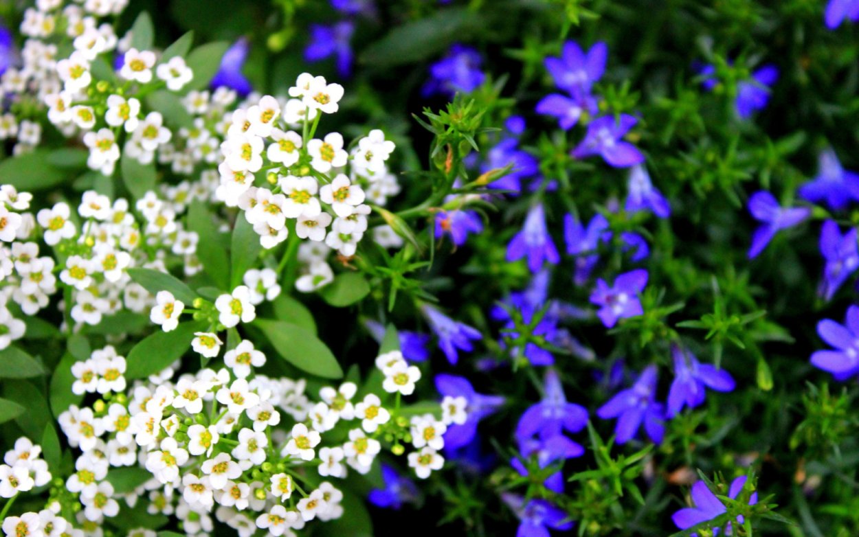 Василек Эмир