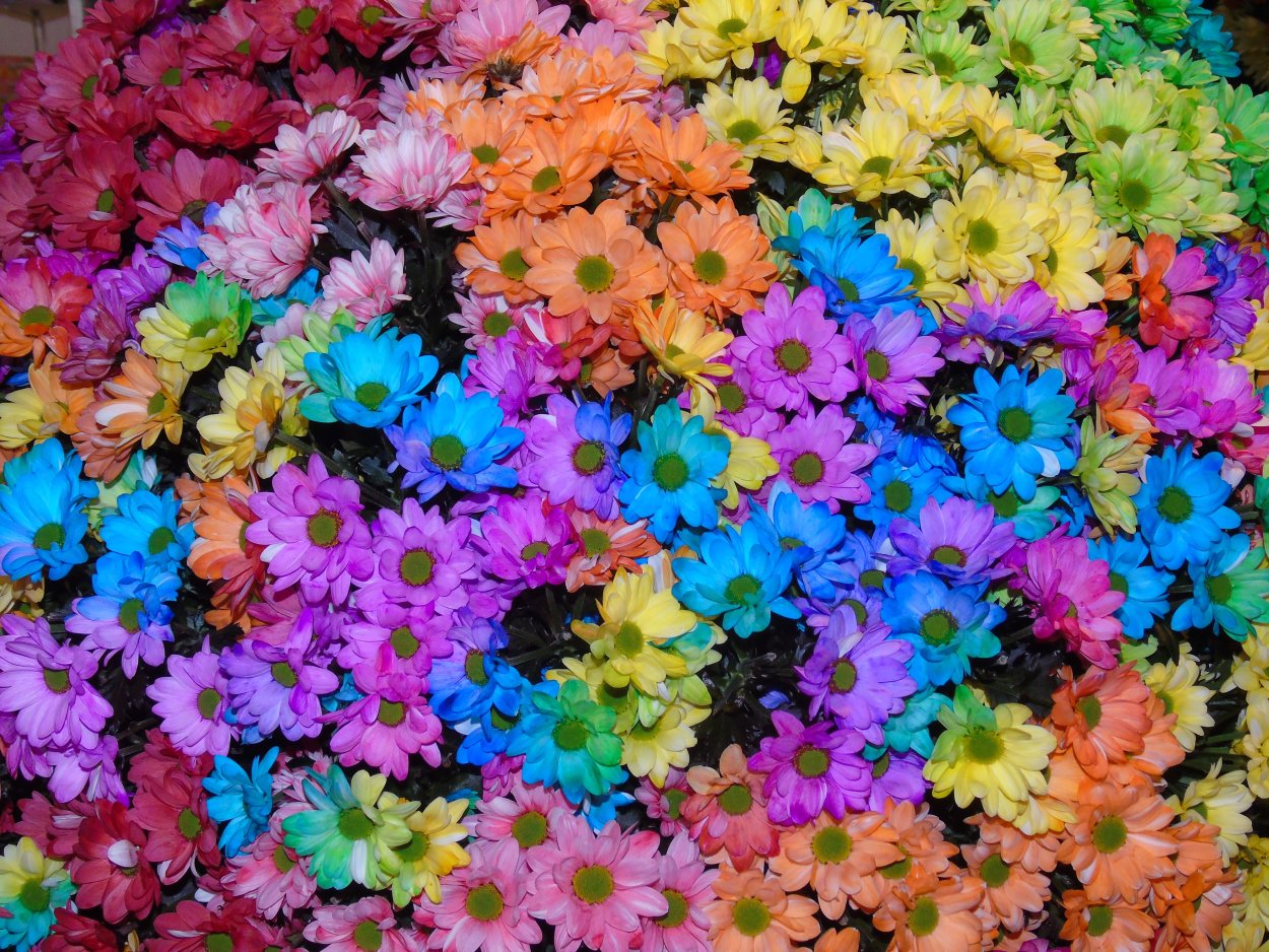 Антонов Радужный Хризантема