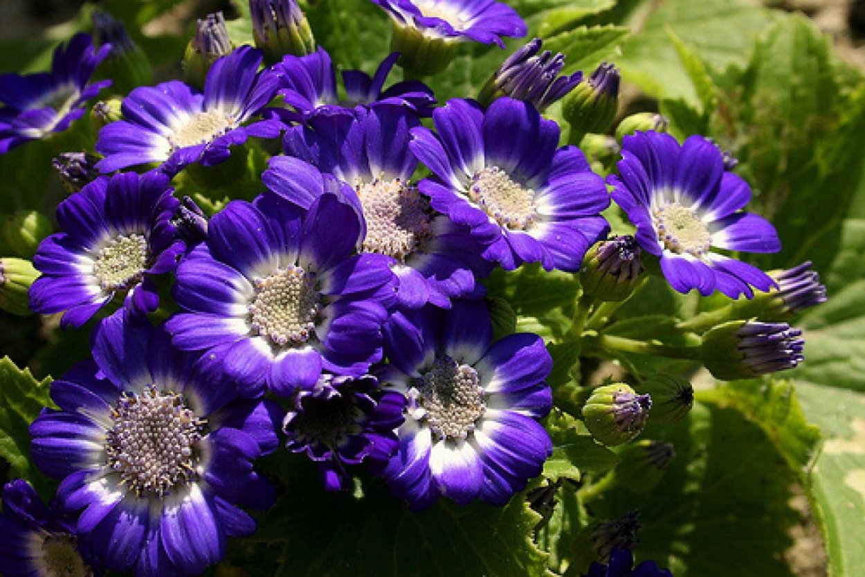 Остеоспермум Санни Парпл