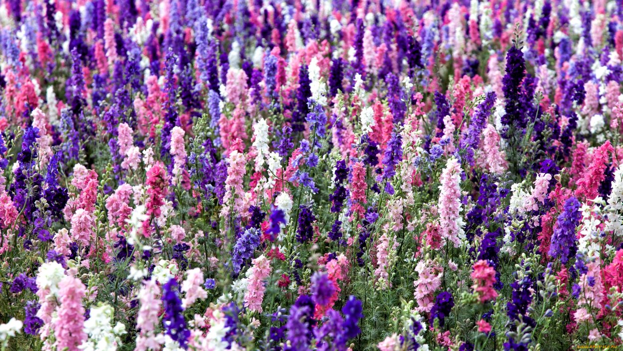 Разноцветки дельфиниум