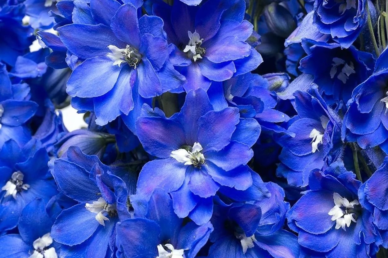 Дельфиниум Delphinium