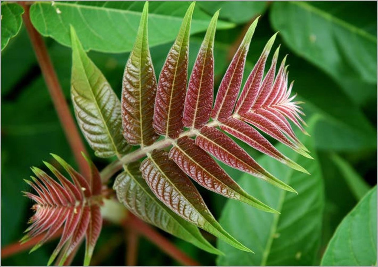 Аилантус Кент