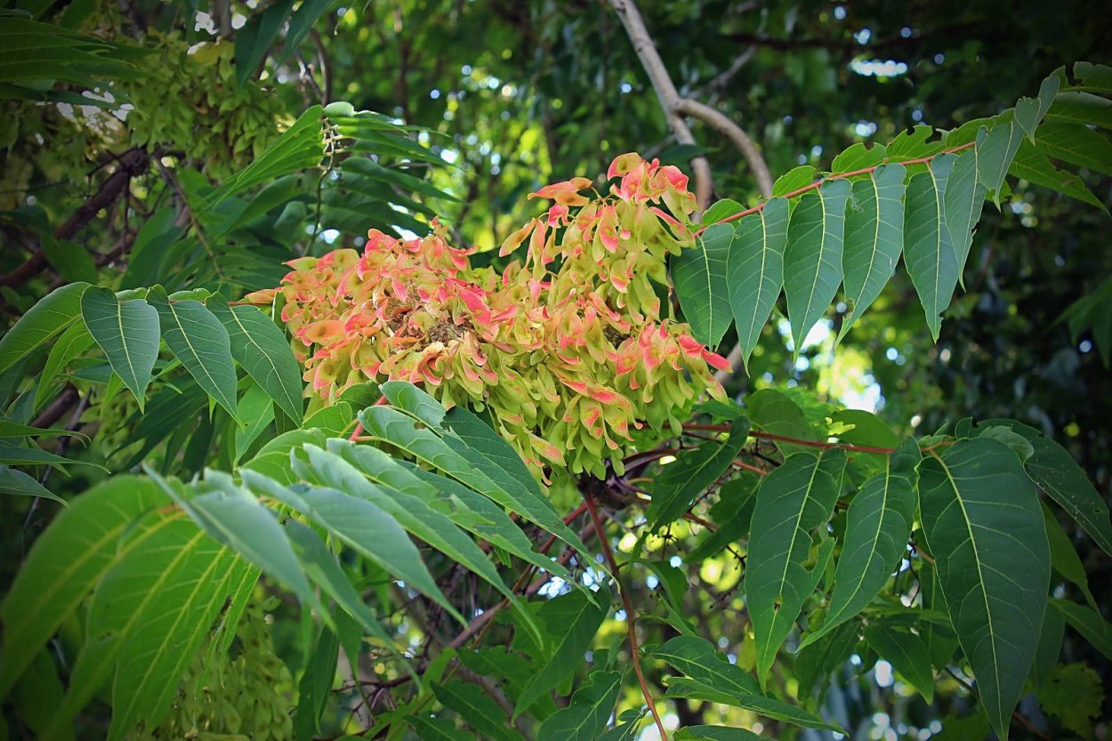 Айлант медонос дерево