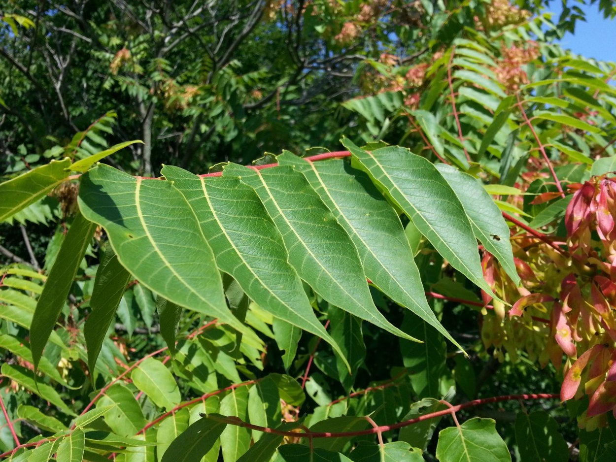 Айлант высочайший китайский ясень