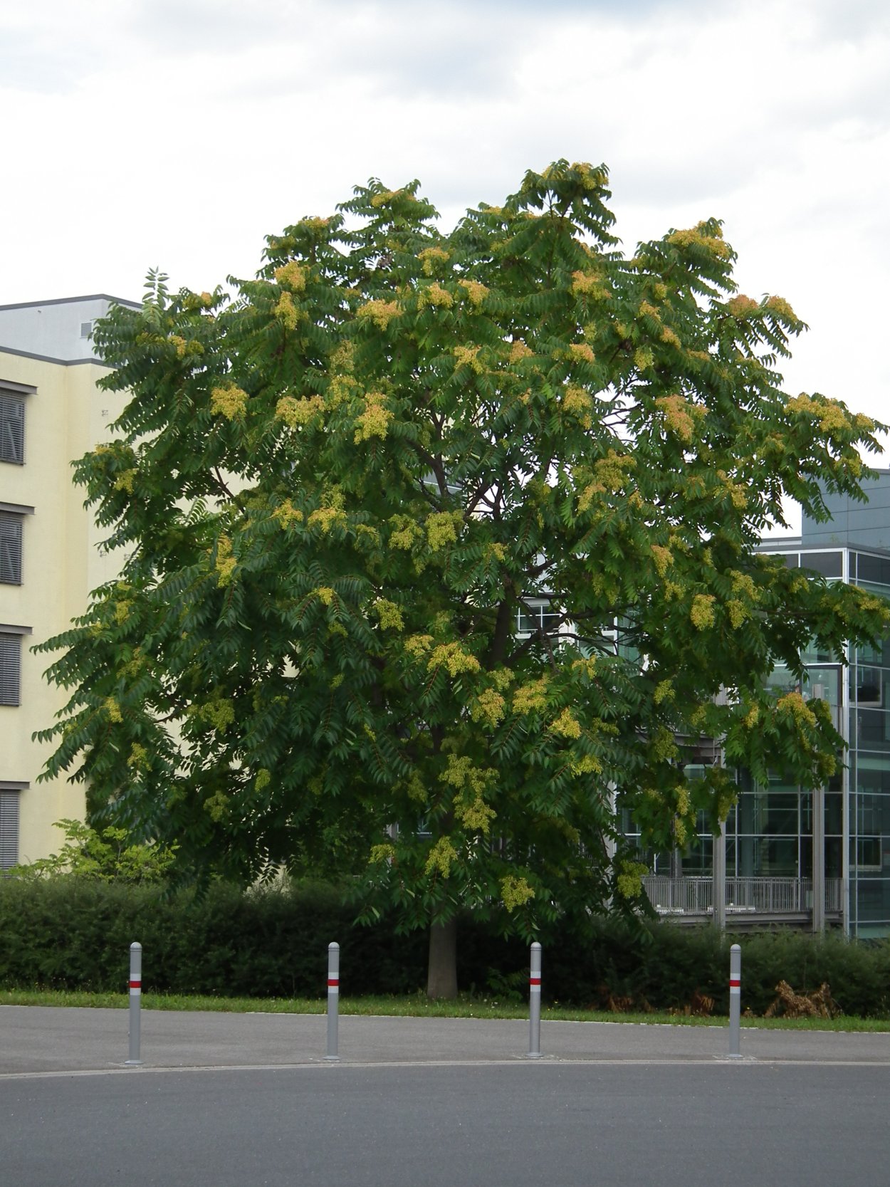 Айлант дерево