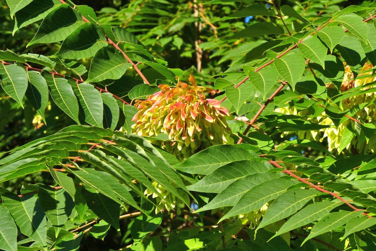 Айлант уксусное дерево
